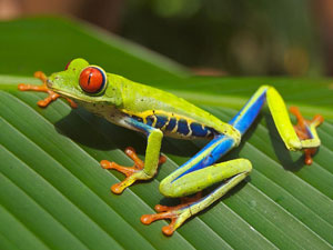 Toad found. How to reunite a found amphibian?