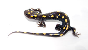 Missing salamander or frog. Lost amphibian classified ad, flyer or poster.