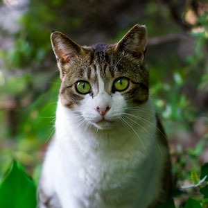 Потерялся котёнок. Объявление о пропаже кошки.