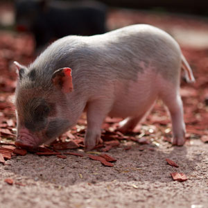 Mini pig found. How to reunite a teacup pig?