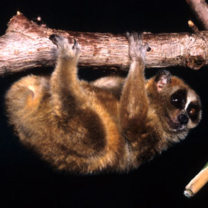 Missing slow loris. Lost exotic pet classified ad, flyer or poster.