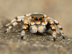 Missing spider. What to do if a tarantula has been lost?