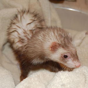 Missing ferret. Lost ferret classified ad, flyer or poster.