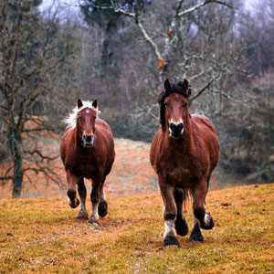 Horse found. How to reunite a found horse?