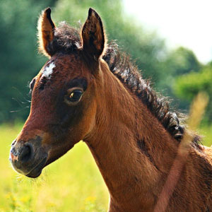 Missing foal. Lost horse classified ad, flyer or poster.