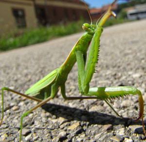 Pet insect found. How to reunite a found mantis?