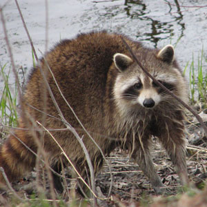 Raccoon found. How to reunite a found raccoon?