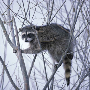 Missing raccoon. Lost raccoon classified ad, flyer or poster.