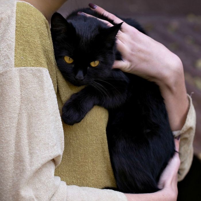 Medium young male cat Тимофей, lost near вулиця Лермонтова, 26, Запоріжжя, Запорізька область, Украина on Apr 12, 2017.