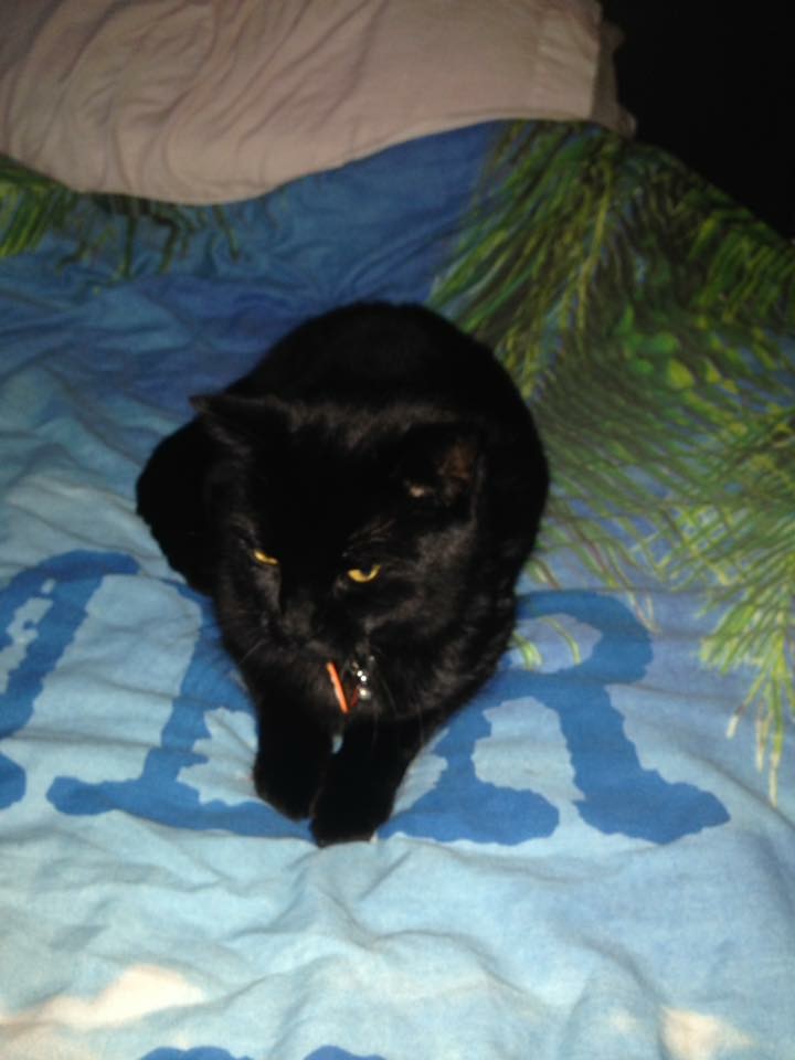 Medium adult black male cat Bradley, lost near 22 Welland Ave, Grimsby DN34 5JR, UK on Apr 15, 2017.