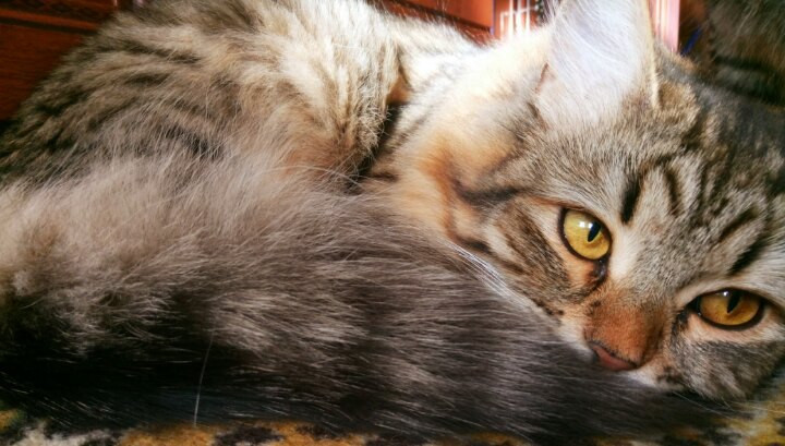 Medium young female cat, lost near Звениговская ул., 12, Казань, Респ. Татарстан, Россия, 420094 on May 17, 2017.