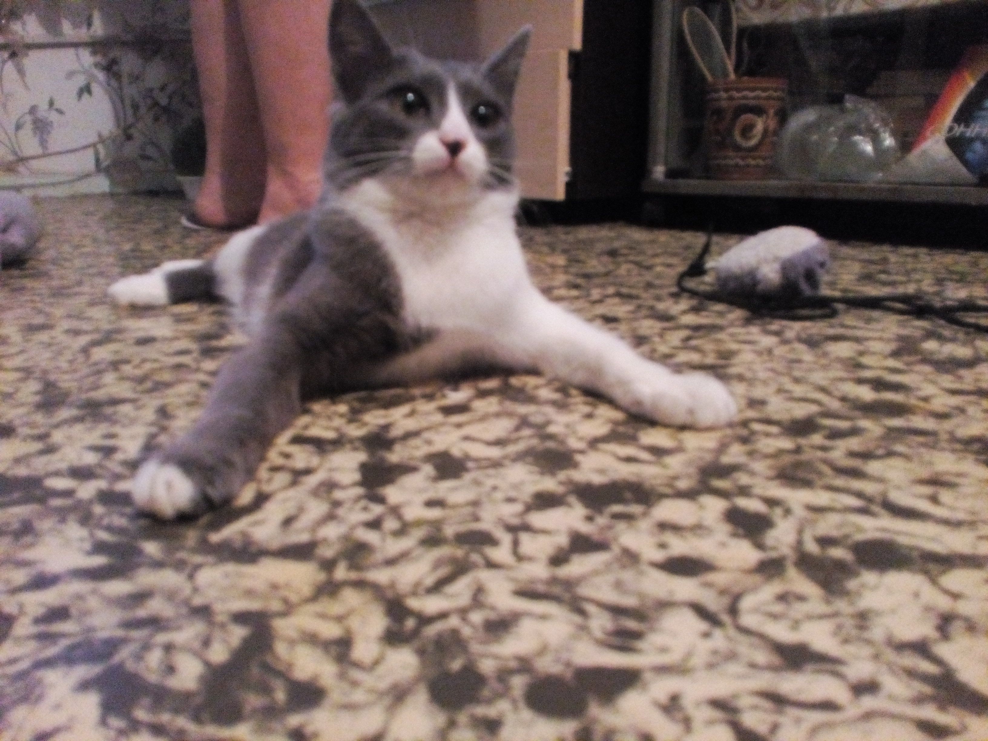 Medium young gray female cat Катюша, lost near Днепровский пер., 109, Ростов-на-Дону, Ростовская обл., Россия, 344065 on May 08, 2017.