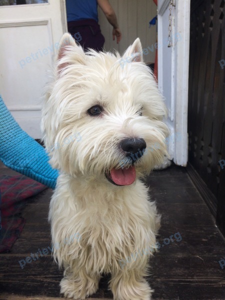 Small adult male dog Бадди, lost near ул. Карла Маркса, 18, Апрелевка, Московская обл., Россия, 143362 on Jun 07, 2017.