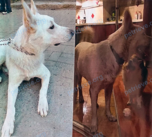 Medium young white male dog, found near 11-я лин. Васильевского Острова, 14, Санкт-Петербург, Россия on May 15, 2017.