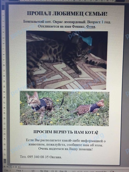 Big young mixed color male cat Феня, lost near Відрадний проспект, 36, Київ, Украина on Jun 13, 2017.