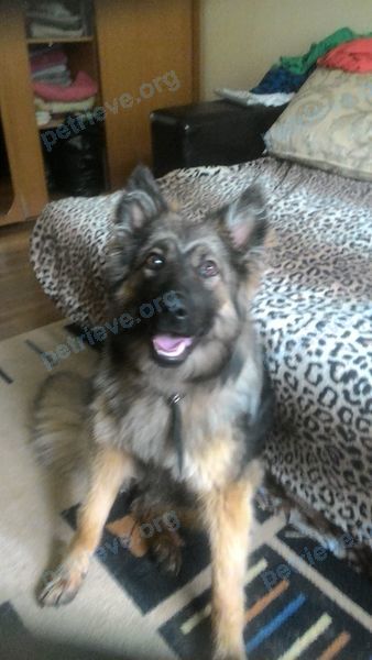 Big young mixed color female dog, found near Базовый пер., 1, Екатеринбург, Свердловская обл., Россия, 620089 on Jun 11, 2017.
