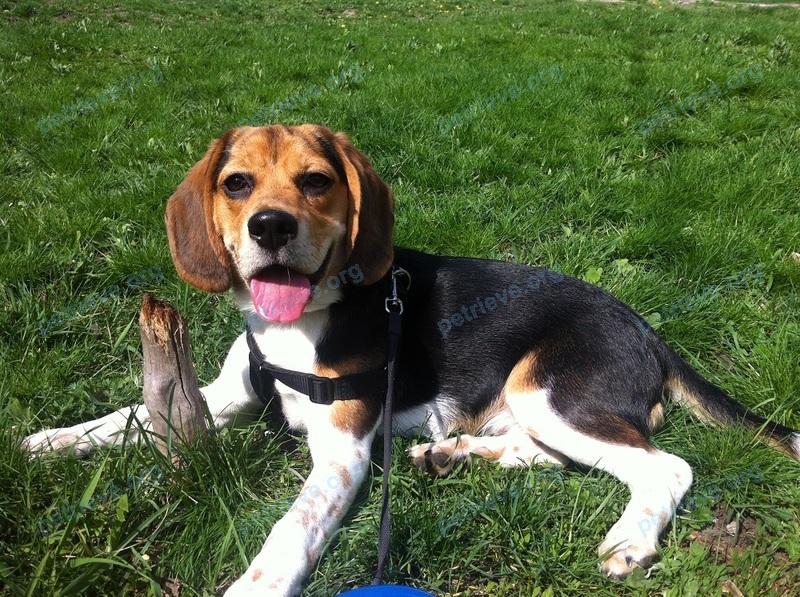 Young mixed color male dog Зевс, lost near вулиця Паршина, 16, Дніпро́, Дніпропетровська область, Украина, 49000 on Jun 17, 2017.