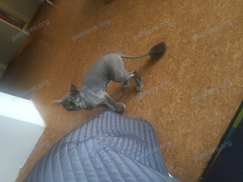 Medium young gray male cat Моська, lost near ул. Академика Губкина, 30литБ, Казань, Респ. Татарстан, Россия, 420000 on Jun 17, 2017.
