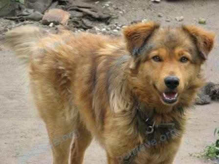 Medium adult brown male dog Муха, lost near вулиця Шереметьєвська, 26-28, Дніпро́, Дніпропетровська область, Украина on Jun 12, 2017.