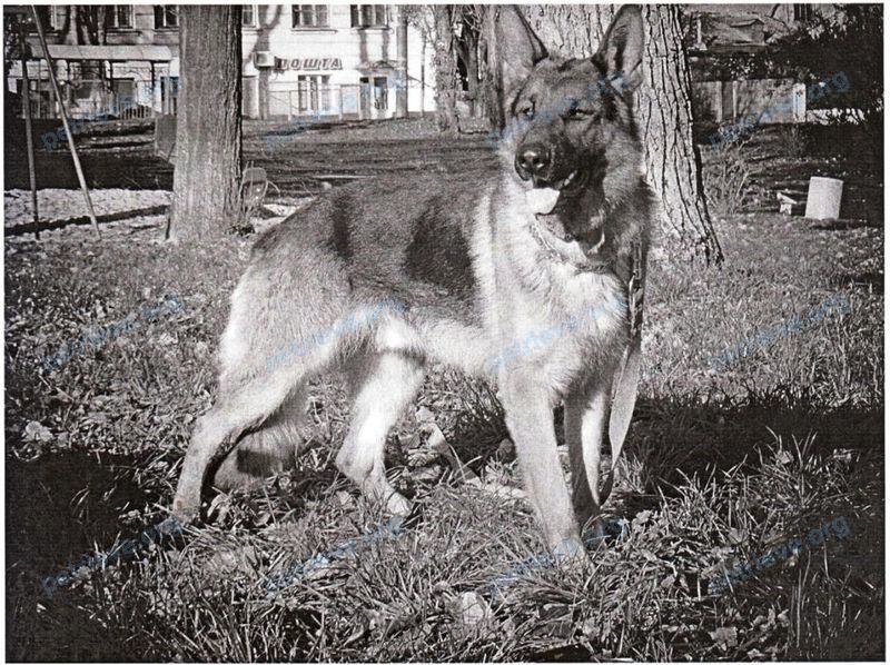 Big adult black male dog Амур, lost near вулиця Колоскова, 1, Київ, Украина on May 15, 2017.