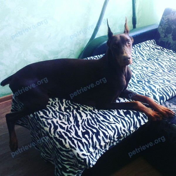 Big adult brown male dog арчи, lost near ул. 24-я Северная, 188, Омск, Омская обл., Россия, 644116 on Jun 25, 2017.