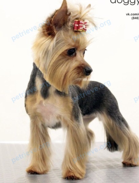 Small adult mixed color female dog Шарлотта, lost near Пристань Барбашина Поляна, Самара, Самарская обл., Россия, 443031 on Jun 29, 2017.