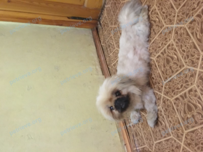 Small young white dog, found near ул. Иноземцева, 26-28, Батайск, Ростовская обл., Россия, 346883 on Jun 30, 2017.