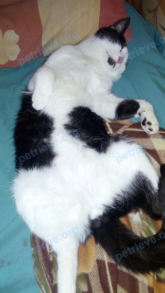 Medium young mixed color male cat Мурзик, lost near вулиця Амвросія Бучми, 3, Київ, Украина on Jun 26, 2017.
