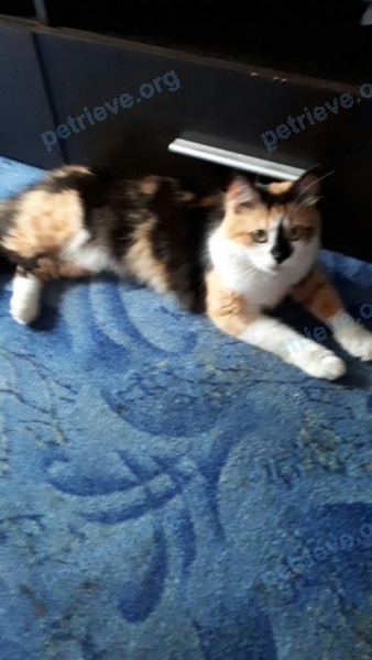 Medium adult mixed color female cat Машка, lost near Братська вулиця, Запоріжжя, Запорізька область, Украина on Jul 01, 2017.