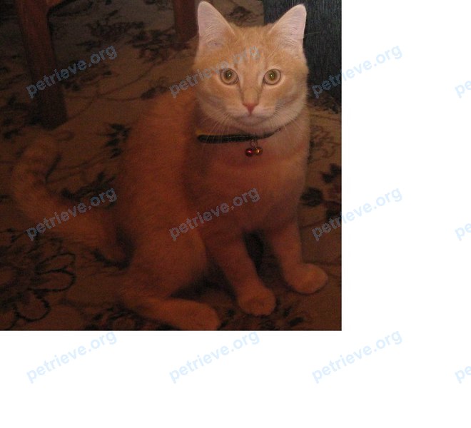Medium young yellow male cat Тишка, lost near ул. Заозерная, 36/3, Омск, Омская обл., Россия, 644100 on Jul 01, 2017.