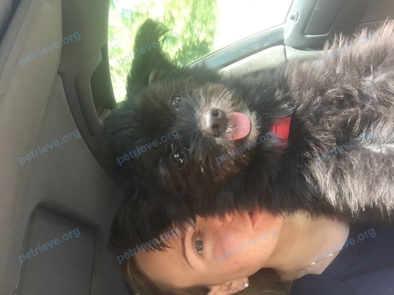 Small adult male dog Тато, lost near ул. 20-летия Октября, 119А, Воронеж, Воронежская обл., Россия, 394006 on Jul 02, 2017.