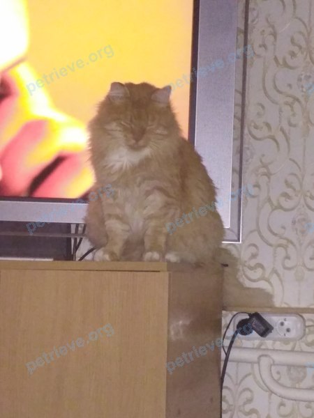 Big young orange male cat Соломон, lost near вулиця Миколи Скрипника, 5, Київ, Украина on Jul 03, 2017.
