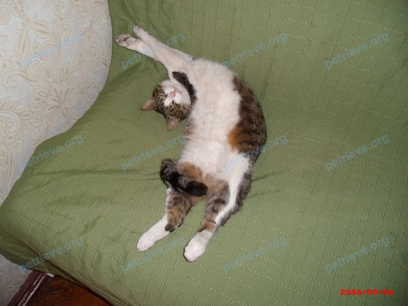 Small adult mixed color female cat Даша, lost near вулиця Прирічна, 9А, Київ, Украина on Jul 06, 2017.