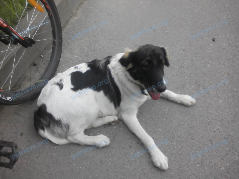 Big young white female dog, found near улица Зеньковой 18, Витебск, Беларусь on Jul 06, 2017.