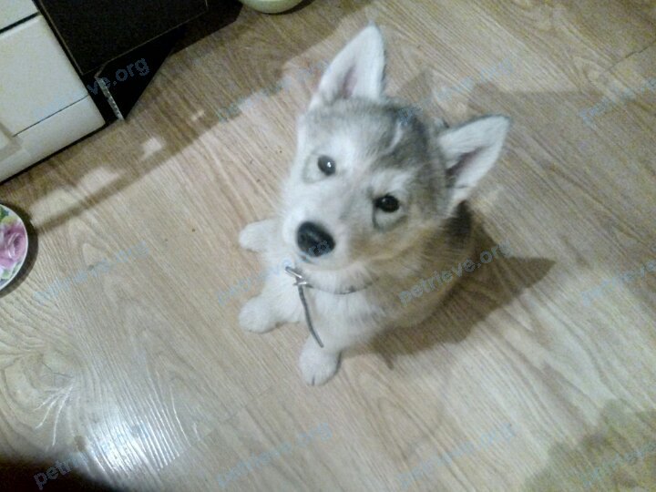 Small young white male dog Ричи, lost near ул. Ершова, 24, Омск, Омская обл., Россия, 644105 on Jul 09, 2017.