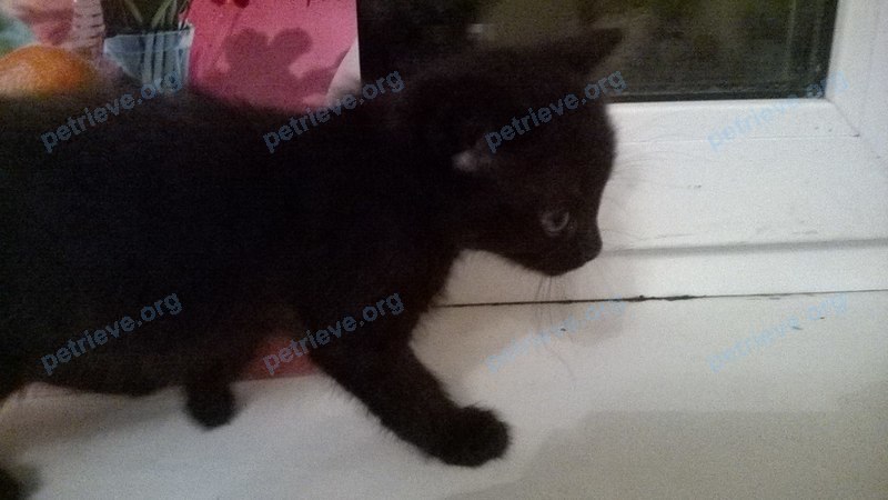Small young black female cat, found near переулок Солтыса 2, Минск, Беларусь on Jul 07, 2017.
