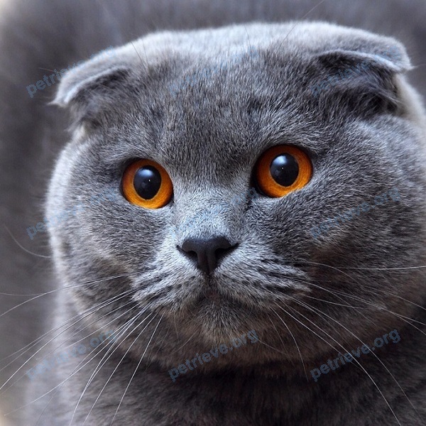 Old gray female cat Ляля, lost near провулок Верещагіна, 17, Харків, Харківська область, Украина on Jul 03, 2017.