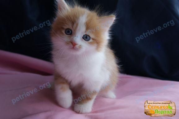 Small young mixed color cat Рыжик. Ник, lost near Трактовая ул., 27, Слободской, Кировская обл., Россия, 613112 on Jul 21, 2017.