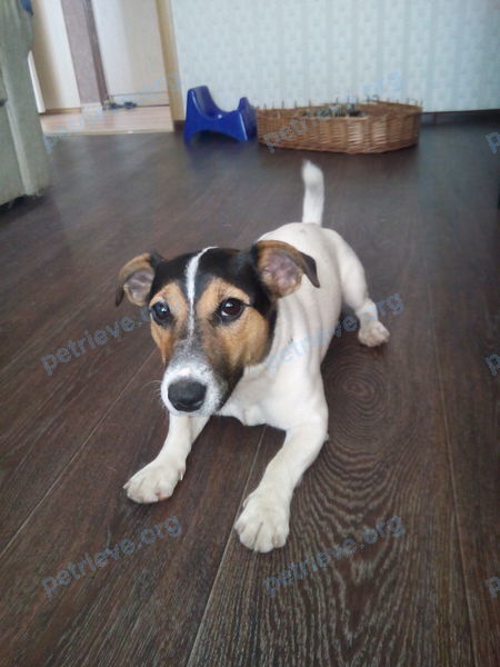 Small young white male dog Дюк, lost near Спортивная ул., 6, Чкаловск, Нижегородская обл., Россия, 606540 on Jul 22, 2017.