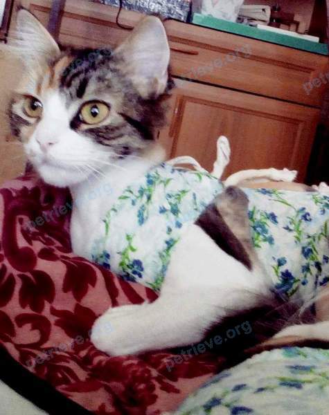 Medium young mixed color female cat Муся, Муля, lost near ул. Благодатная, 166А, Ростов-на-Дону, Ростовская обл., Россия, 344015 on Jul 28, 2017.