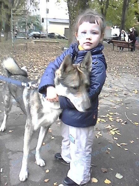 Big adult gray male dog Алтай, lost near Полиграфическая ул., 12А, Липецк, Липецкая обл., Россия, 398055 on Aug 01, 2017.