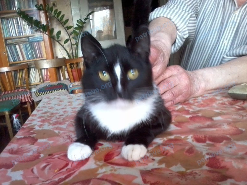 Medium adult black male cat, lost near пр. Победы, 133, Череповец, Вологодская обл., Россия, 162603 on Jul 26, 2017.