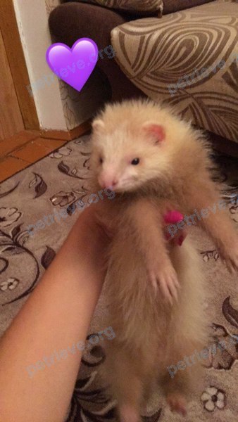 Small young white female ferret ШАЙЛА, lost on Aug 03, 2017.