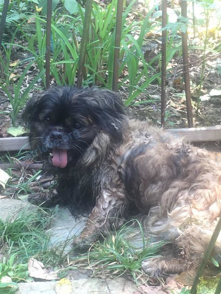 Small adult brown dog неизвестно, found near ул. Альпийская, 33А, Сочи, Краснодарский край, Россия, 354057 on Aug 01, 2017.