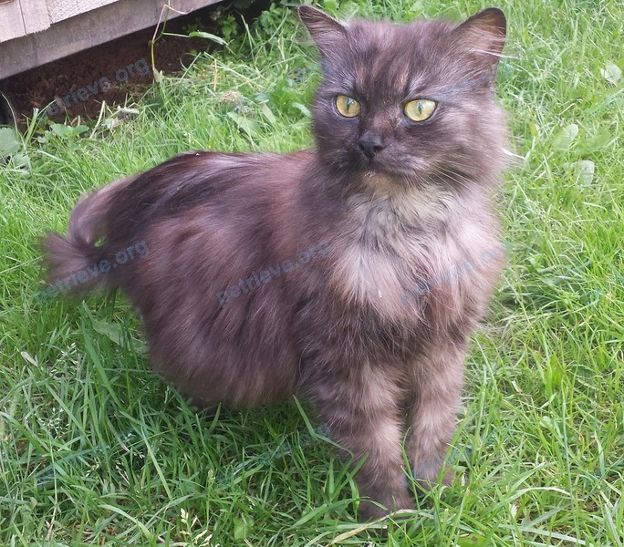 Adult black female cat, found near 7, Благовещенка, Московская обл., Россия, 141544 on Jul 27, 2017.