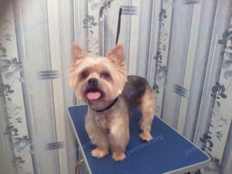 Medium adult brown male dog, lost near ул. 50 Лет Октября, 1А, Острогожск, Воронежская обл., Россия, 397855 on Aug 06, 2017.