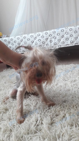 Small young gray female dog Йорк, found near ул. Малахитовая, 18, Борисовка, Краснодарский край, Россия, 353991 on Aug 08, 2017.