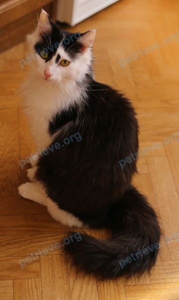 Big young mixed color male cat Макс, lost near б-р Юности, 3, Белгород, Белгородская обл., Россия, 308036 on Aug 04, 2017.
