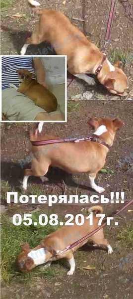 Small brown female dog, lost near E22, Хомутовка, Свердловская обл., Россия, 623143 on Aug 05, 2017.