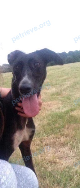 Средняя чёрная молодая собака Millie, пропала 09.08.2017 рядом с Washington Rd, Storrington, Pulborough RH20, UK.